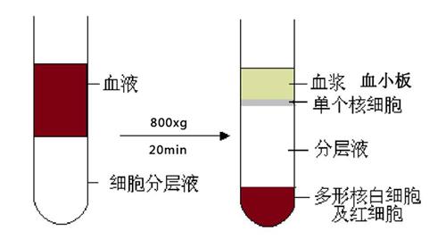 外周血單核細(xì)胞分離.jpg